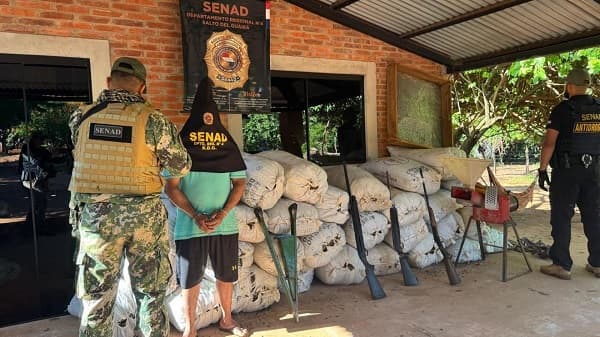 Desmantelan laboratorio de marihuana en Canindeyú