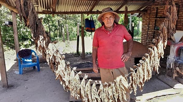 Tabaco: La apuesta rentable de un productor misionero
