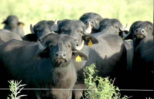 Paraguayan Industry Begins Production of Buffalo-Derived Foods