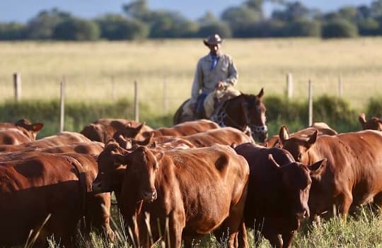 Acuerdo Trump-Putin abre nuevas perspectivas para ganaderos paraguayos