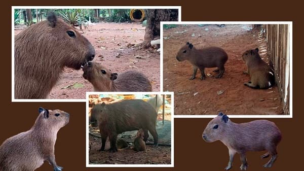 Zoológico de Asunción celebra nacimiento de dos capibaras