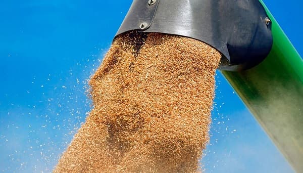 Paraguayan Wheat Exports Grow 76% at the Start of 2025