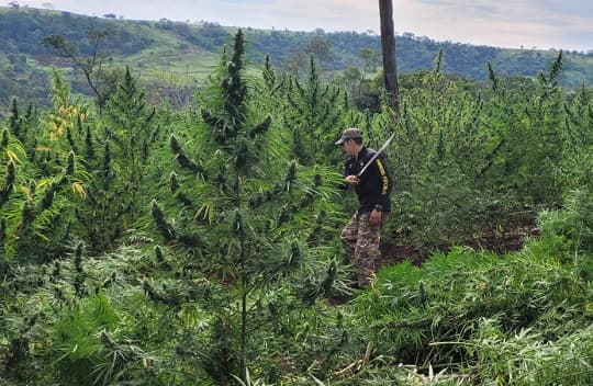 SENAD destruye 656 toneladas de marihuana en Amambay