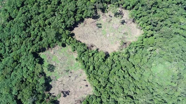 Paraguay conserva 44,3% de su territorio con cobertura forestal