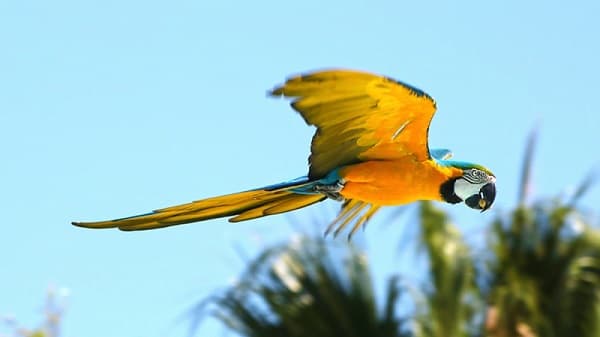 Guacamayo herido será trasladado a la reserva de Itaipú