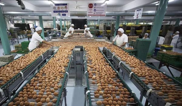 Avipar anuncia baja del precio del huevo