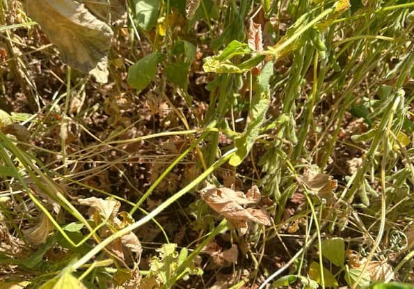 Déficit de lluvias persiste y afecta a cultivos clave