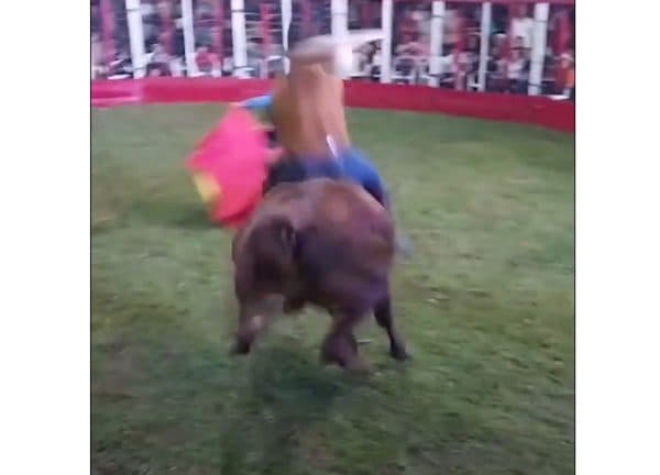 Defensa Animal investigará torín en Sapucái que dejó heridos