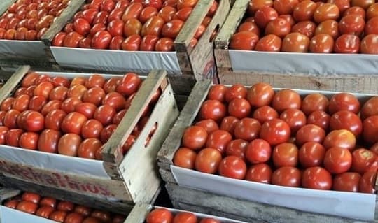 Precio del tomate alcanzará los G. 20.000 por kilo