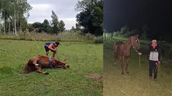 Maltrato a caballo en Misiones será sancionado por ley