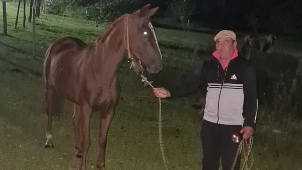 Detienen a dueño de caballo por brutal maltrato en Misiones
