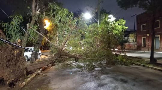 Tormenta dejó árboles caídos y calles bloqueadas