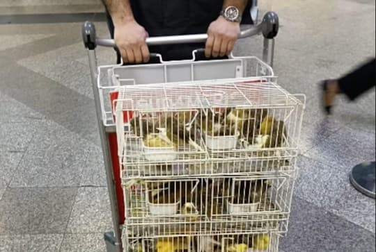 Aeropuerto Silvio Pettirossi: Retienen 72 canarios por falta de documentación sanitaria