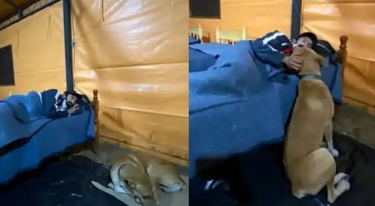 Un perro y su dueño se refugian del frío en albergue