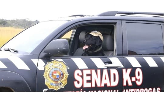 Rocky se despide del servicio: el héroe de cuatro patas de la Senad se jubila