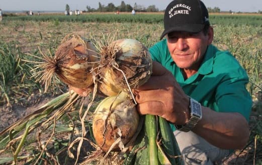 Siembra de cebolla avanza 60% en el norte del país