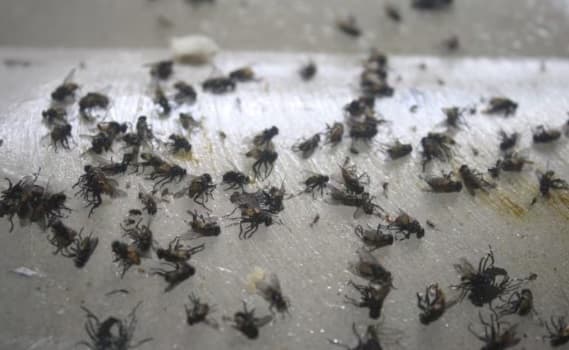 Alerta: invasión de moscas amenaza Asunción y Central