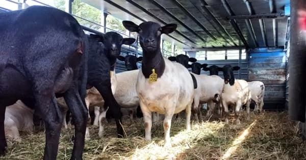 Ovinocultores impulsan carne ovina en menú escolar