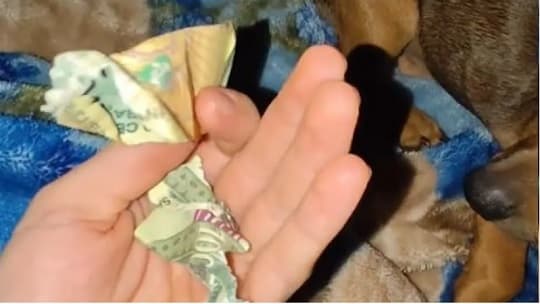 Perrito rompió el último G. 100 mil de su dueño