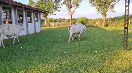 Bueyes invaden escuela y hieren a dos niños en el recreo
