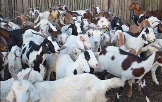 La cabra gana terreno en el campo paraguayo