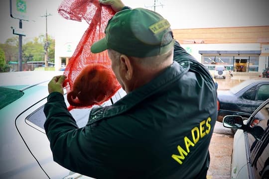 Mades rescata cría de oso melero ofrecida en Facebook