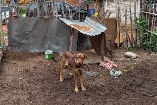 Donan materiales a familia que cuida a sus perros