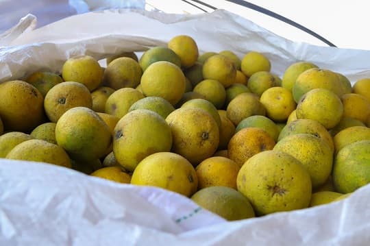 Pomelo paraguayo será exportado por primera vez a Argentina