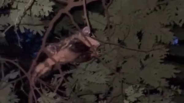 Crueldad animal en Luque: investigan muerte de un mykurẽ