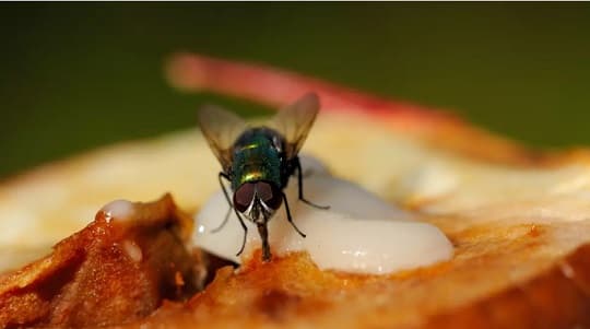Lo que una mosca puede dejar en tu comida en solo 2 segundos