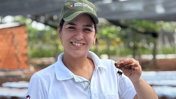 Arranca la temporada de frutilla en Central con buenas perspectivas