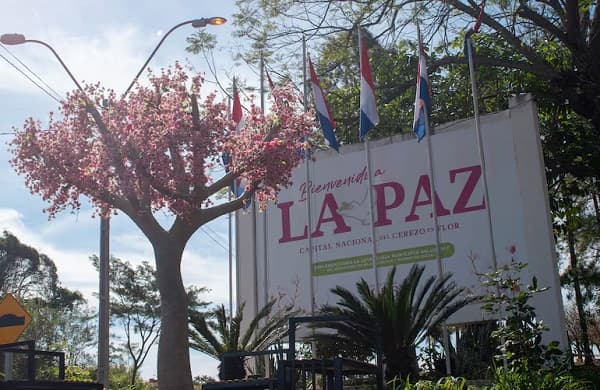 Cerezos en flor atraen turismo a La Paz, Itapúa