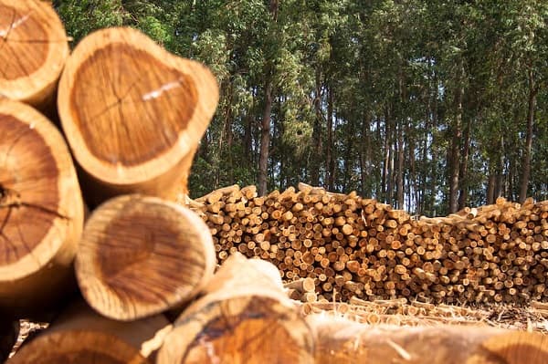 Paraguayan Timber Sector Grows with Global Market Demand