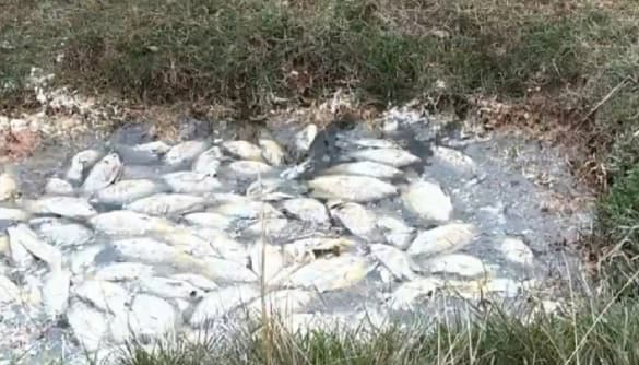 Mortandad de peces en planta de Essap desata polémica