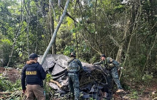 SENAD y Fundación Moisés Bertoni eliminaron cultivos ilegales en la reserva Mbaracayú