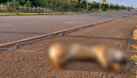 Puma muere atropellado frente a reserva Tatí Yupí