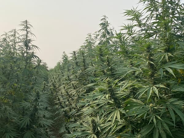 Paraguay podría generar USD 22.000 millones con cannabis