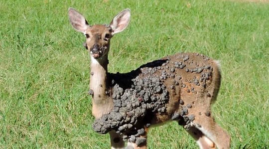 En EE.UU, detectan ciervos con extraños bultos en la piel: esto dicen los científicos