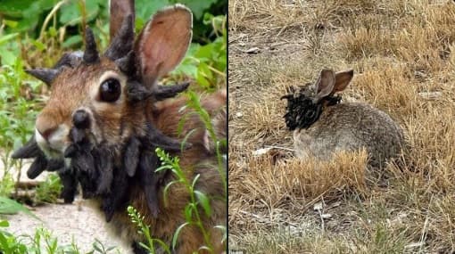 Conejos con cuernos y tentáculos aparecen en Colorado, EE.UU