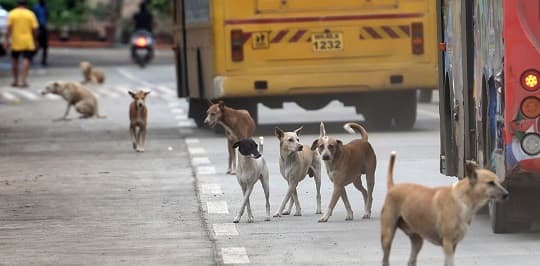 India enfrenta debate por fallo que ordena retirar a todos los perros callejeros
