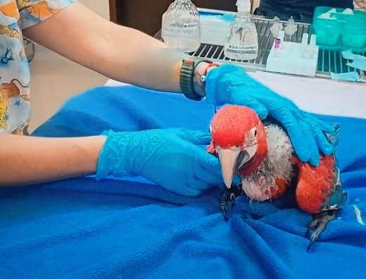 Rescatan guacamayos en peligro de extinción: estaban enjaulados y con signos de maltrato