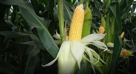 Exportaciones de maíz crecen 124% y suman USD 300 millones