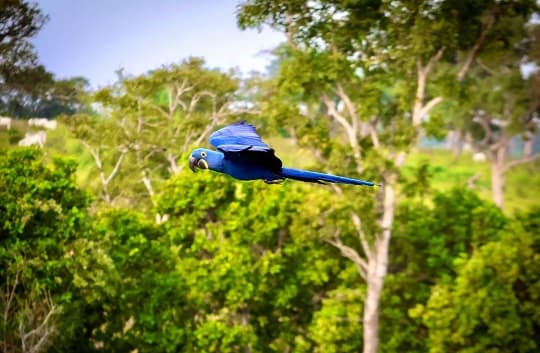 Perla, la guacamaya azul, volvió a su hábitat natural