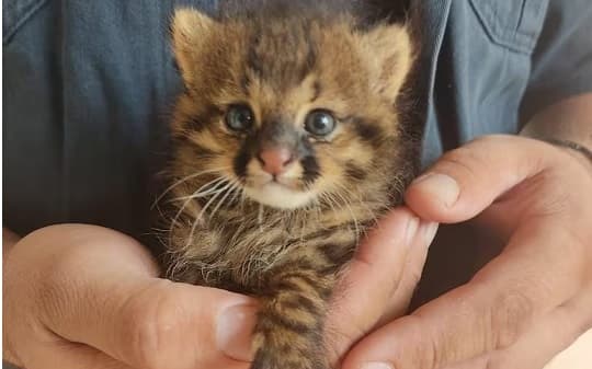 Falta de recursos obliga al Refugio Urutaú a dejar de recibir animales