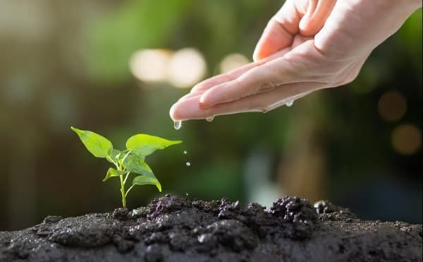 Plantar árboles reduce estrés y mejora estado de ánimo