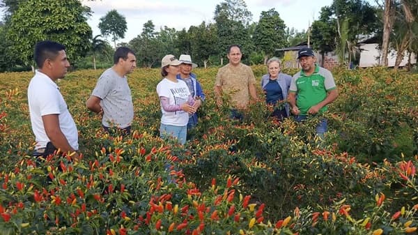 Planta de ají en San Pedro abre nueva era industrial