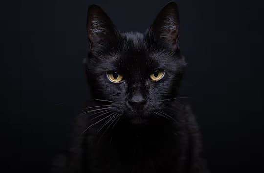 Alertan por maltrato a gatos negros en Halloween