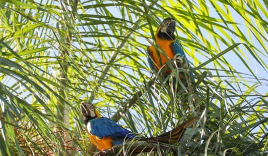 Dos guacamayos silvestres reaparecen en el Refugio Biológico de Mbaracayú