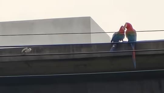 Hieren con un arma de aire comprimido a la guacamaya Julieta