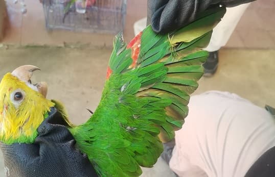 Detienen a hombre que vendía loros con plumas teñidas